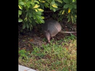 armadillos by vanessa f t /biology