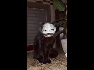 joker cat